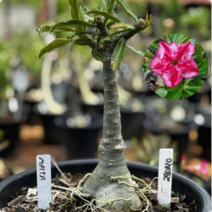 2801 40 Vaso 8 Litros Rosa do Deserto Malta