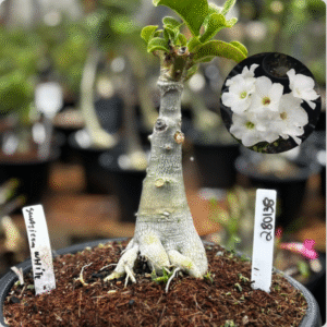 2801 38 Vaso 8 Litros Rosa do Deserto Swazicum White