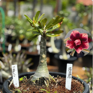 2801 27 Baobá Baby Israela