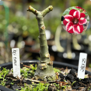 2801 25 Baobá Baby Rei Davi