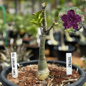 2801 22 Vaso 8 Litros Rosa do Deserto Céu Estrelado