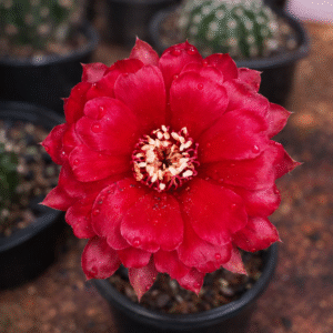 Lobivia Hibridas (SP 80)