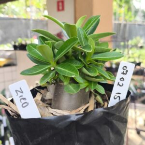 0702 15 Arabicum Zico F3