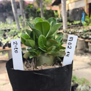 0702 14 Arabicum Zico F3