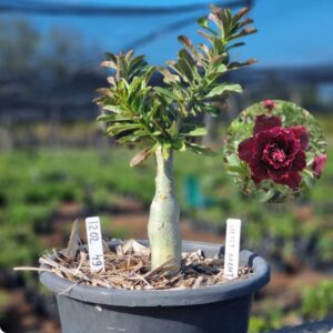 1202 49 Vaso 8 Litros Rosa do Deserto Violet Night ( Viveiro )