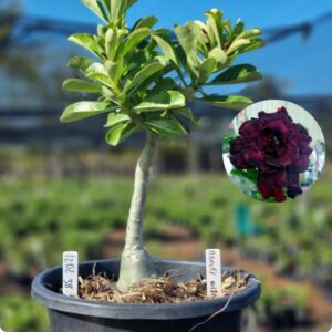 1202 38 Baobá Baby Beauty witch ( Viveiro )