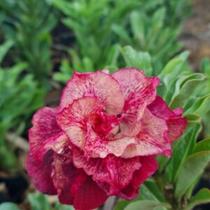 Podadinha - Rosa do Deserto Marigold