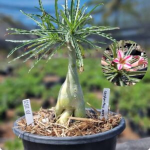 1202 01 Vaso 8 Litros Rosa do Deserto Crispum Pull red white  ( Leilão ) Viveiro