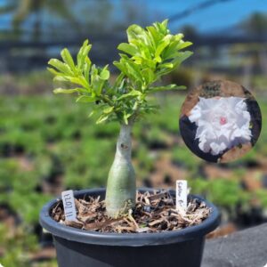 1202 11 Baobá Baby Snow Pink ( Viveiro )