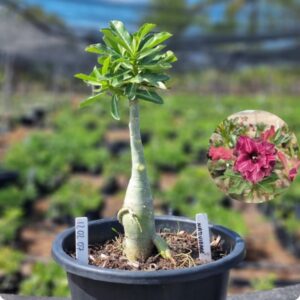 1202 07 Baobá Baby Natividade ( Viveiro )