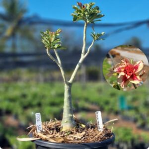 1202 36 Vaso 8 Litros Rosa do Deserto Lança Chama ( Viveiro )