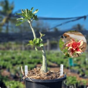 1202 34 Vaso 8 Litros Rosa do Deserto Lança Chama ( Viveiro )