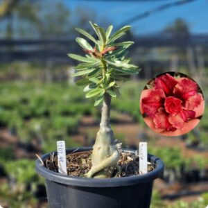 1202 43 Vaso 8 Litros Rosa do Deserto Duquesa ( Viveiro )