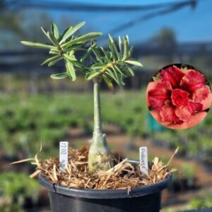 1202 42 Baobá Baby Duquesa ( Viveiro )