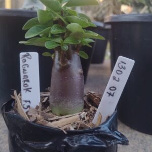 1302 07 Arabicum Ragnarok F3