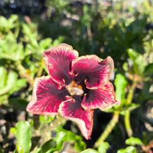 Podadinha - Rosa do Deserto Grape Essence