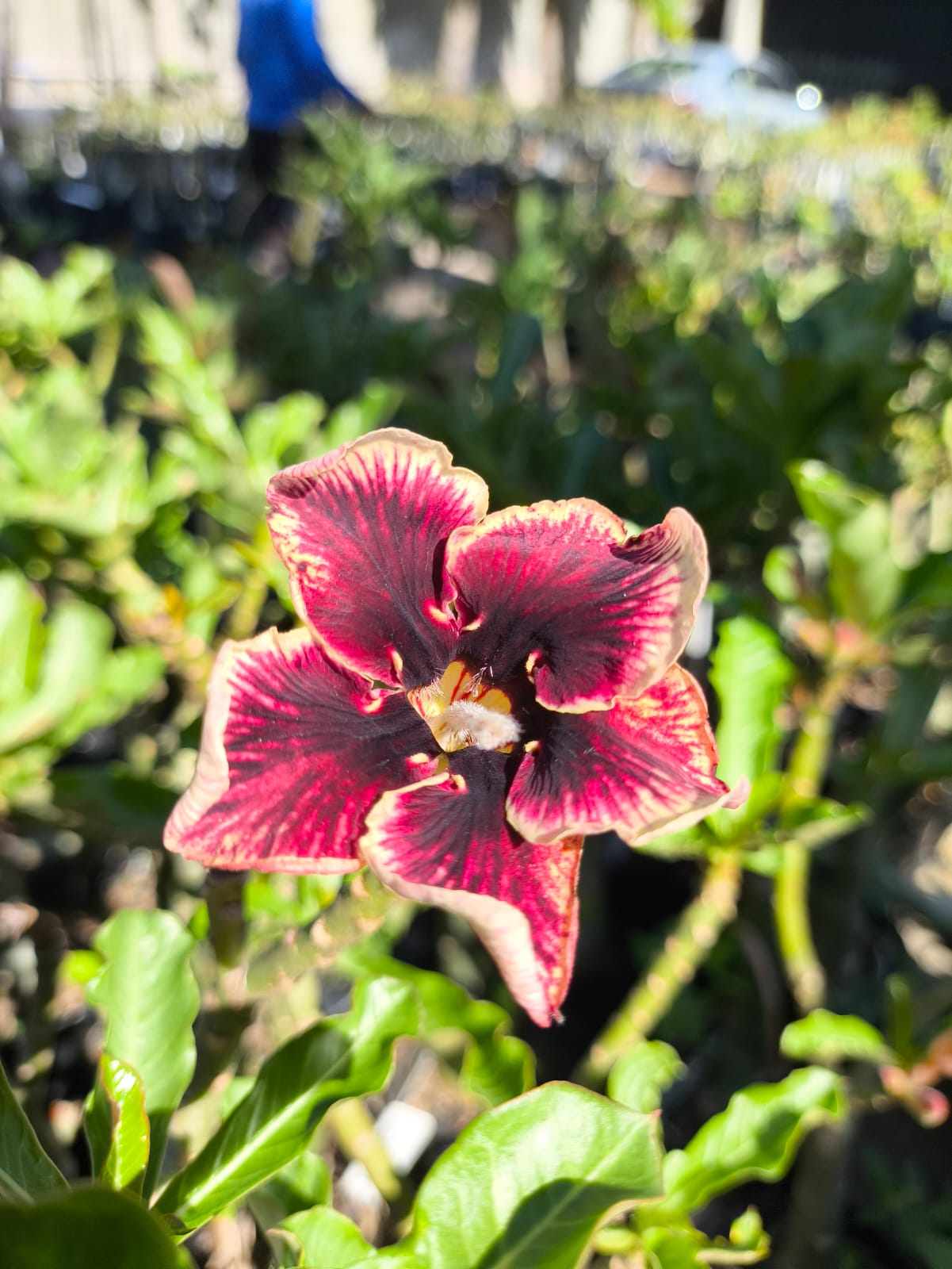 Podadinha - Rosa do Deserto Grape Essence