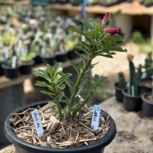 1902 04 Vaso 8 Litros Rosa do Deserto Surprise