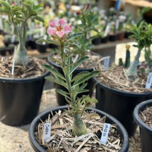 1902 01 Vaso 8 Litros Rosa do Deserto Surprise