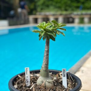 1902 10 Vaso 8 Litros Rosa do Deserto Bridal Buque