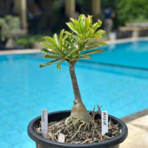 1902 08 Ferrari Vaso 8 Litros