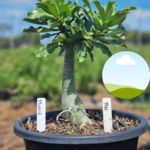 1902 01 Vaso 8 Litros Rosa do Deserto TEES ( Viveiro )