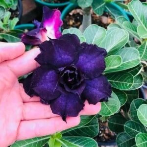 Podadinha - Rosa do Deserto Indigo Glaze (Negra)