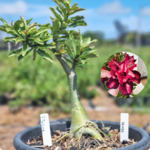 1902 02 Vaso 8 Litros Rosa do Deserto Samba ( Viveiro )