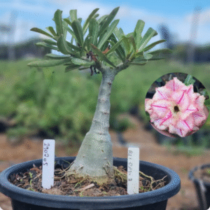 1902 05 Vaso 8 Litros Rosa do Deserto Rei Davi 2 - ( Viveiro )