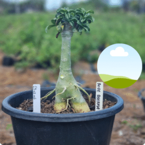 1902 06 Vaso 8 Litros Rosa do Deserto Bodedharma - ( Viveiro )