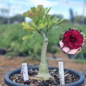 1902 07 Vaso 8 Litros Rosa do Deserto Black Dragon - ( Viveiro )