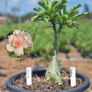 1902 08 Vaso 8 Litros Rosa do Deserto Fanhua - ( Viveiro )