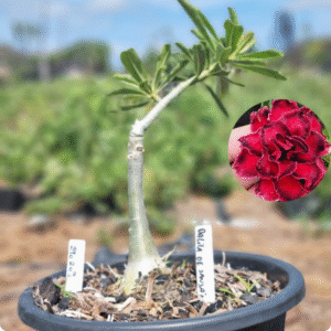 1902 09 Baobá Baby Dalila de Sansão - ( Viveiro )