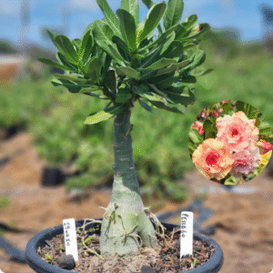 1902 10 Vaso 8 Litros Rosa do Deserto Pessego - ( Viveiro )