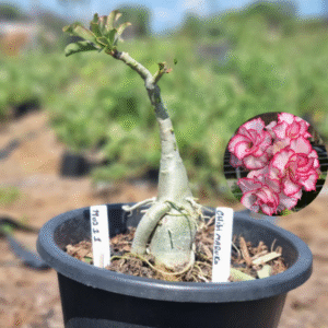 1902 11 Vaso 8 Litros Rosa do Deserto Chibi Maruko - ( Viveiro )