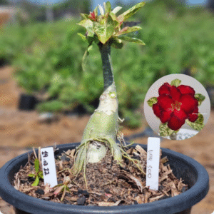 1902 12 Vaso 8 Litros Rosa do Deserto Var 500 - ( Viveiro )