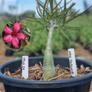 1902 14 Vaso 8 Litros Rosa do Deserto Nova Tanzania - ( Viveiro )