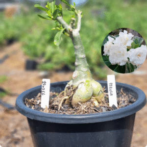 1902 16 Vaso 8 Litros Rosa do Deserto Perola - ( Viveiro )