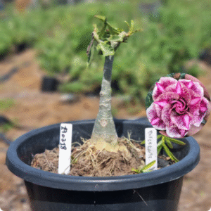 1902 18 Vaso 8 Litros Rosa do Deserto Diferente- ( Viveiro )