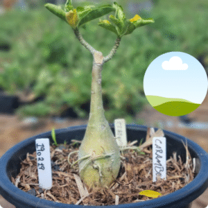 1902 19 Vaso 8 Litros Rosa do Deserto Carambola - ( Viveiro )