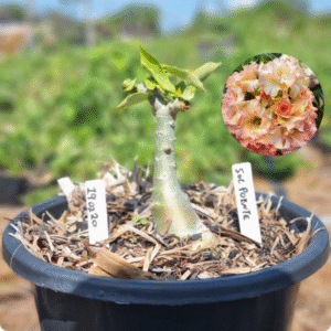1902 20 Vaso 8 Litros Rosa do Deserto Sol Poente - ( Viveiro )