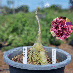 1902 21 Vaso 8 Litros Rosa do Deserto Purple Storm - ( Viveiro )