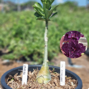 1902 22 Baobá Baby Ceu Estrelado - ( Viveiro )