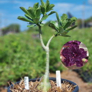 1902 23 Baobá Baby Ceu Estrelado - ( Viveiro )