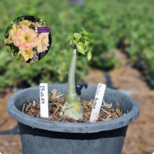 1902 24 Vaso 8 Litros Rosa do Deserto Bridal Buquet - ( Viveiro )