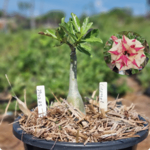 1902 25 Baobá Baby Girassol - ( Viveiro )