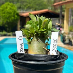 2302 06 Arabicum Zeus F3