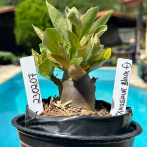 2302 07 Arabicum Dinossauro Black F3