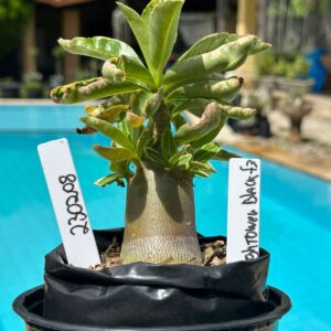 2302 08 Arabicum Hightower Black F3