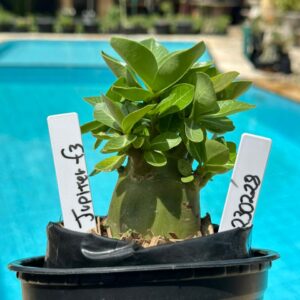 2302 28 Arabicum Jupiter F3